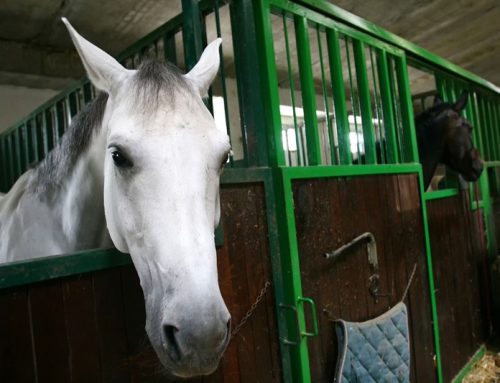 Paardenaccommodatie als onderdeel van de eigen woning?